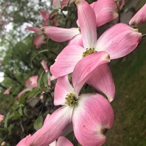 Meet your Posher, Tonya